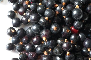 Frenk üzümü, kuşüzümü, böğürtlen. C vitamini ve polifeno