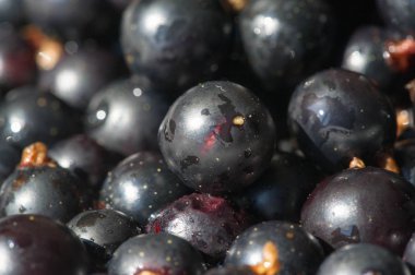 Frenk üzümü, kuşüzümü, böğürtlen. C vitamini ve polifeno