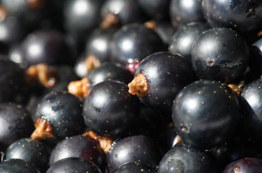 Frenk üzümü, kuşüzümü, böğürtlen. C vitamini ve polifeno