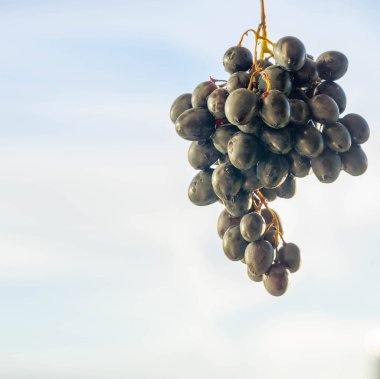 Üzümler masa üzümü gibi taze yenebilir ya da onlar için kullanılabilir.