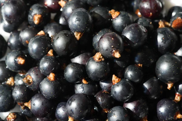 Grosella negra, grosella negra, mora. vitamina C y polifeno —  Fotos de Stock