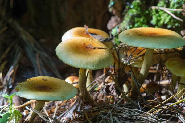 Höstfotografi, Svamp Latin Svamp eller Mycota är ett rike o — Stockfoto