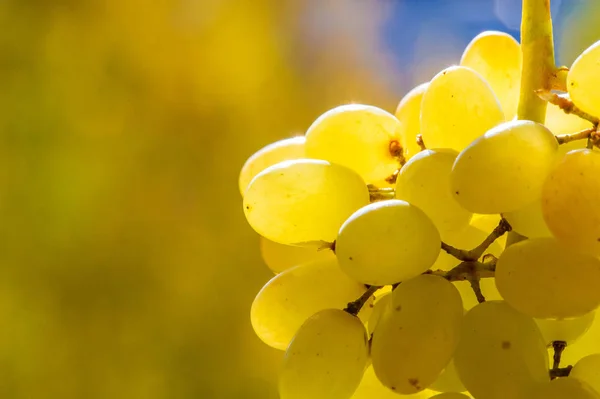 As uvas podem ser comidas frescas como uvas de mesa ou podem ser utilizadas — Fotografia de Stock