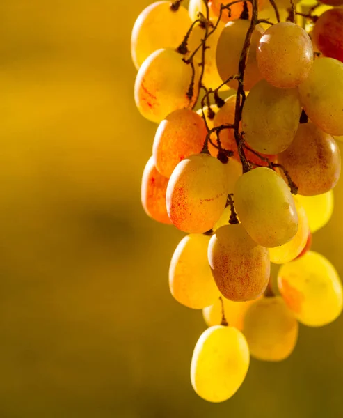 As uvas podem ser comidas frescas como uvas de mesa ou podem ser utilizadas — Fotografia de Stock