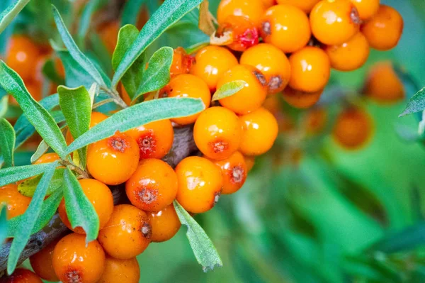 Deniz dikenleri. Deniz dikenlerinin farklı kısımları...