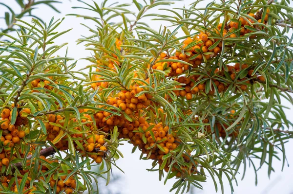 Deniz dikenleri. Deniz dikenlerinin farklı kısımları...