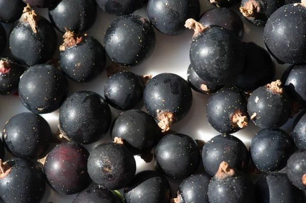 Grosella negra, grosella negra, mora. vitamina C y polifeno — Foto de Stock