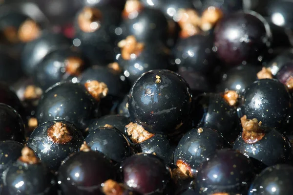 Groselha preta, groselha preta, amora. vitamina C e polifeno — Fotografia de Stock