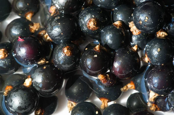 Grosella negra, grosella negra, mora. vitamina C y polifeno — Foto de Stock