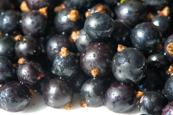 Grosella negra, grosella negra, mora. vitamina C y polifeno —  Fotos de Stock