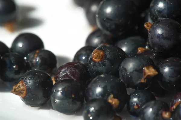 Grosella negra, grosella negra, mora. vitamina C y polifeno —  Fotos de Stock