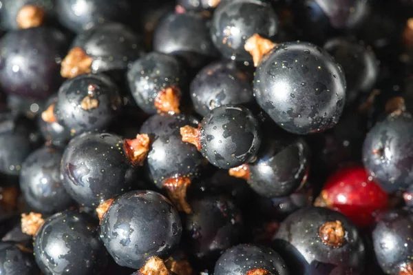 Černý rybíz, černý rybíz, ostružina. vitamín C a polyfenol — Stock fotografie