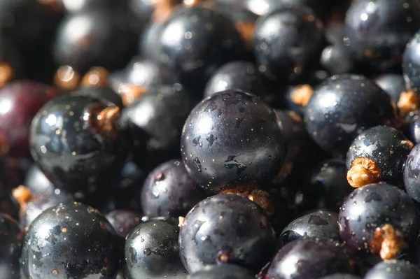 Černý rybíz, černý rybíz, ostružina. vitamín C a polyfenol — Stock fotografie