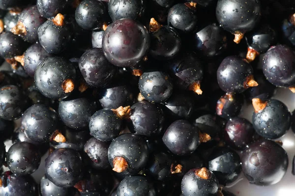 Fekete ribizli, feketeribizli, szeder. C-vitamin és polifeno — Stock Fotó