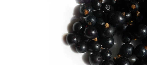 Grosella negra, grosella negra, mora. vitamina C y polifeno — Foto de Stock