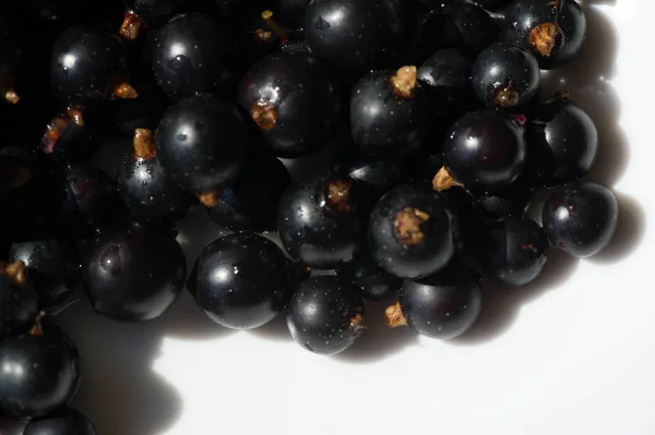 Groselha preta, groselha preta, amora. vitamina C e polifeno — Fotografia de Stock