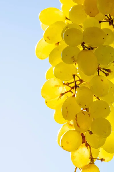 As uvas podem ser comidas frescas como uvas de mesa ou podem ser utilizadas — Fotografia de Stock