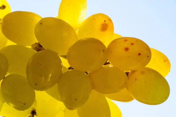 Szőlő lehet enni friss, mint a csemegeszőlő, vagy lehet használni fo — Stock Fotó