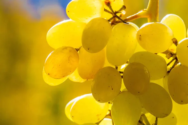 As uvas podem ser comidas frescas como uvas de mesa ou podem ser utilizadas — Fotografia de Stock