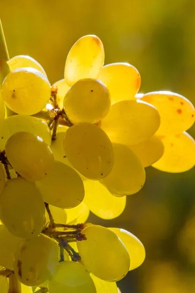 As uvas podem ser comidas frescas como uvas de mesa ou podem ser utilizadas — Fotografia de Stock