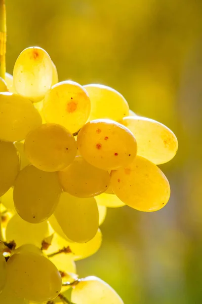 As uvas podem ser comidas frescas como uvas de mesa ou podem ser utilizadas — Fotografia de Stock