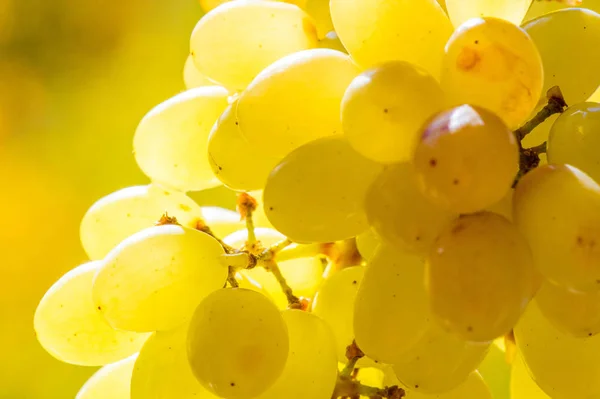 As uvas podem ser comidas frescas como uvas de mesa ou podem ser utilizadas — Fotografia de Stock