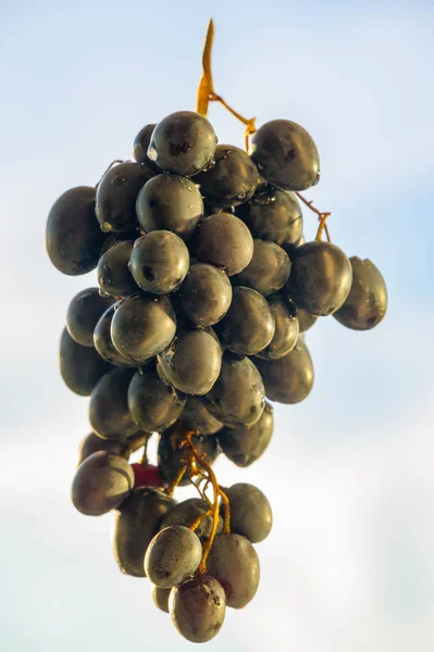 Las uvas se pueden comer frescas como uvas de mesa o se pueden utilizar para — Foto de Stock