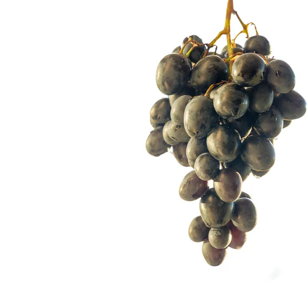 Grapes can be eaten fresh as table grapes or they can be used fo — Stock Photo, Image