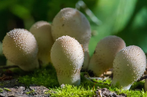 Otoño fotografía, Setas Latin Fungi o Mycota es un reino o — Foto de Stock