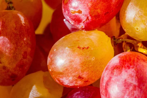 Las uvas se pueden comer frescas como uvas de mesa o se pueden utilizar para —  Fotos de Stock