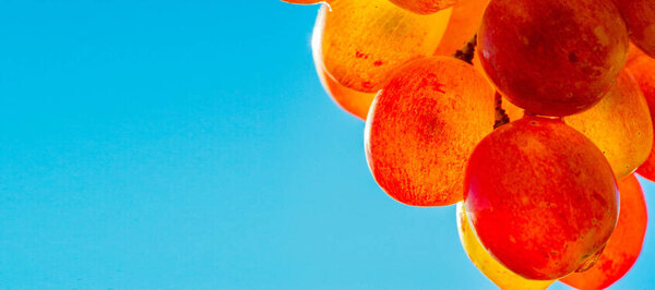 Grapes can be eaten fresh as table grapes or they can be used fo