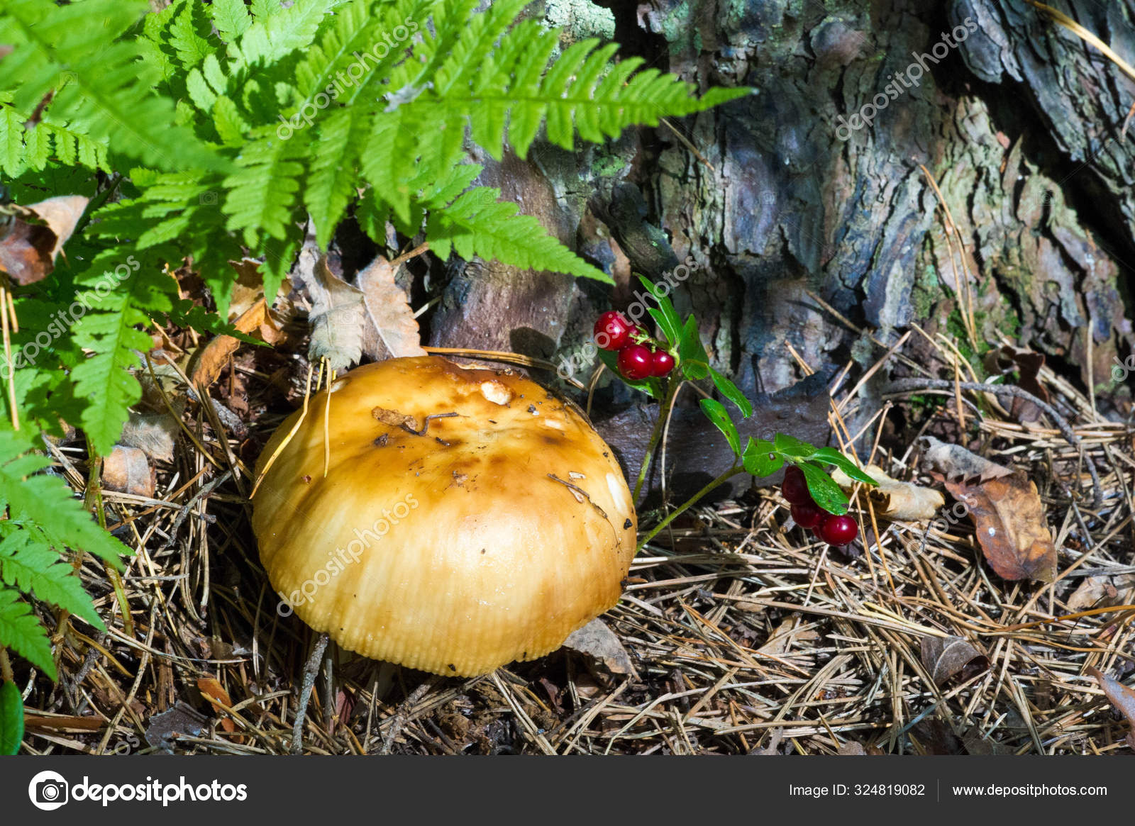 Fotografía otoñal, Mushrooms Latin Fungi o Mycota es un