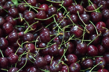 Aegopodyum. En tanınmış üyesi Aegodium podagra 'dır.