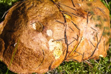 Sonbahar fotoğrafçılığı, Mantarlar Latin Mantarlar veya Mycota bir diyardır.