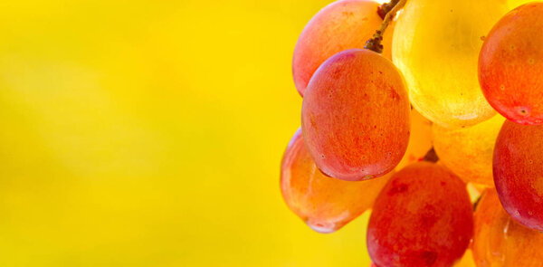 Grapes can be eaten fresh as table grapes or they can be used fo