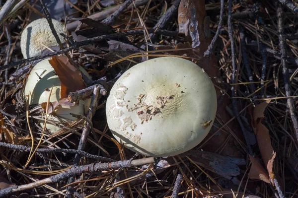 秋の写真、キノコラテン語Fungiまたはミコタはレルムoです — ストック写真