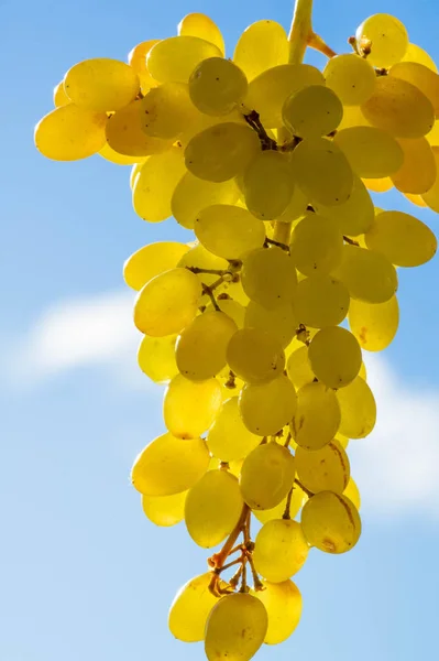 As uvas podem ser comidas frescas como uvas de mesa ou podem ser utilizadas — Fotografia de Stock