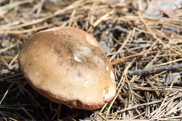 Fotos de outono, Cogumelos Latin Fungi ou Mycota é um reino o — Fotografia de Stock