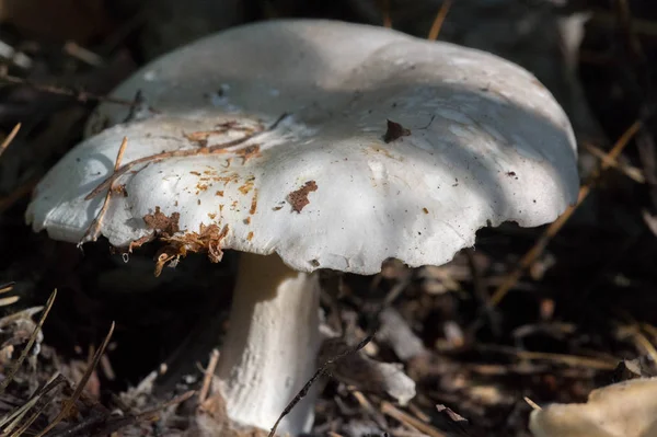 Fotos de outono, Cogumelos Latin Fungi ou Mycota é um reino o — Fotografia de Stock