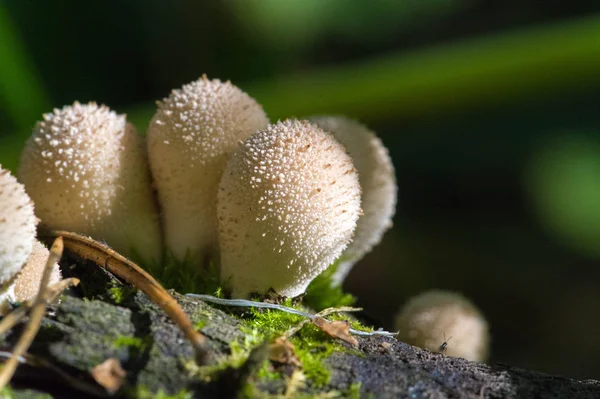 Осенняя фотография, грибы Латинские грибы или Mycota является царством о — стоковое фото