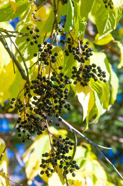 Paisaje otoñal, bayas cereza pájaro. un pequeño cerezo silvestre —  Fotos de Stock