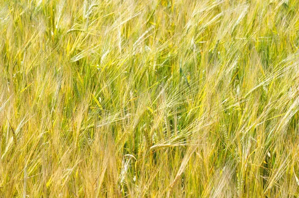 Summer photography. The wheat field, the cereal plant, which is — Stock Photo, Image