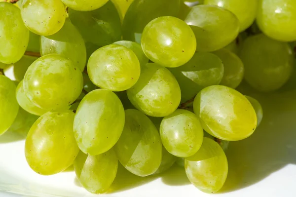 Виноград можно есть свежим, как столовый виноград или их можно использовать для — стоковое фото
