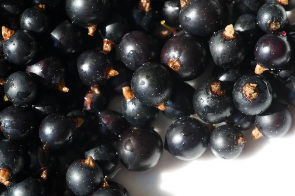 Groselha preta, groselha preta, amora. vitamina C e polifeno — Fotografia de Stock