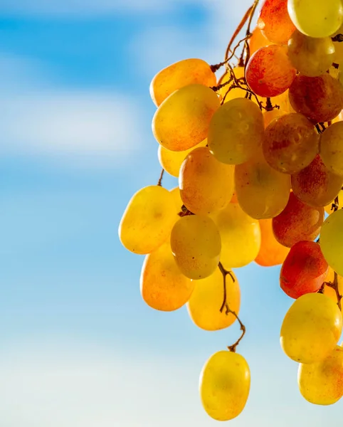 Les raisins peuvent être consommés frais comme raisins de table ou ils peuvent être utilisés pour : — Photo