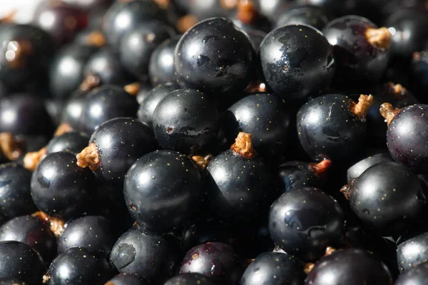 Groselha preta, groselha preta, amora. vitamina C e polifeno — Fotografia de Stock