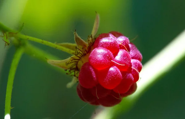 Фотография с фотографией ягоды. Rubus idaeus raspberry, als — стоковое фото