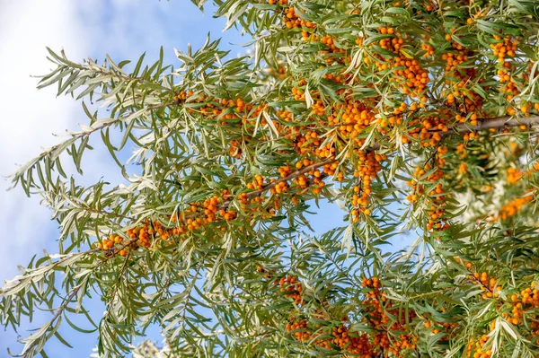 Sea buckthorn. Different parts of sea buckthorn have been used a — Stock Photo, Image