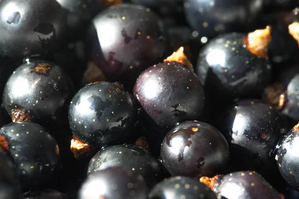 Groselha preta, groselha preta, amora. vitamina C e polifeno — Fotografia de Stock