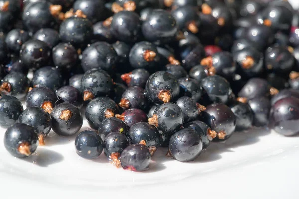 Black currant, blackcurrant, blackberry. vitamin C and polypheno — Stock Photo, Image